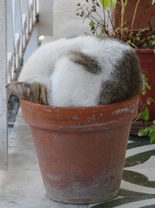 Забавный спящий кот в горшке из-под цветка