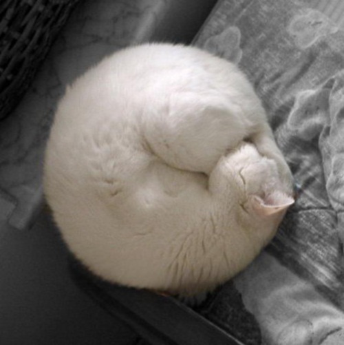 Белый котик спит и видит сны