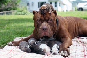 Собаки мамы и щенки