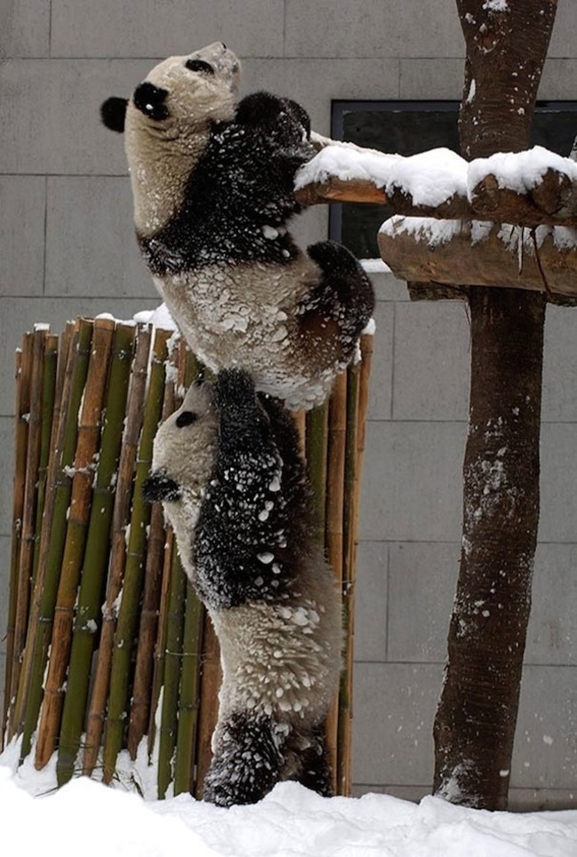 Панда всегда поможет панде