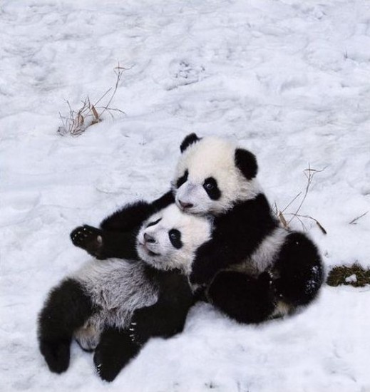 Панды зимой фото