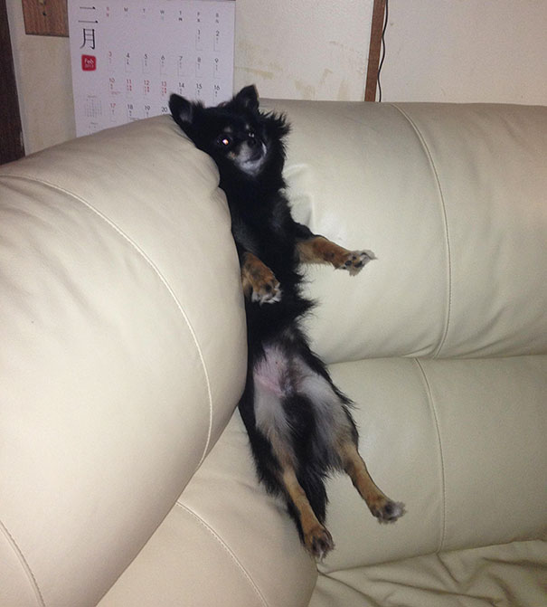 Собака на диване