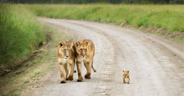 Львиная семья - фото