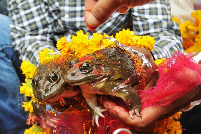 В Индии поженились лягушки
