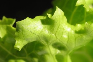 Притча про листья салата
