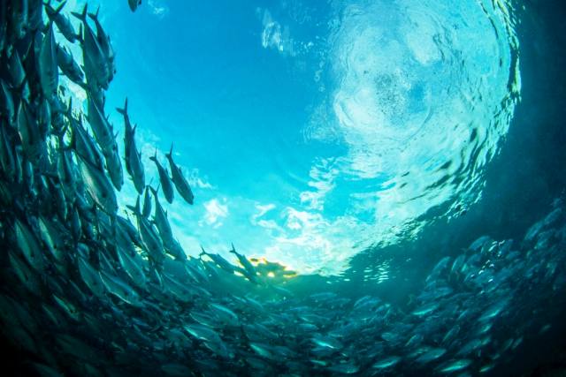 Океаны можно восстановить за 30 лет