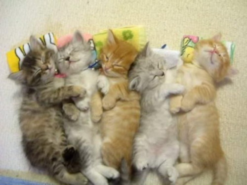 Фото спящих котят