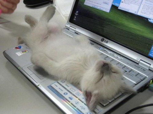 Котенок заснул на ноутбуке