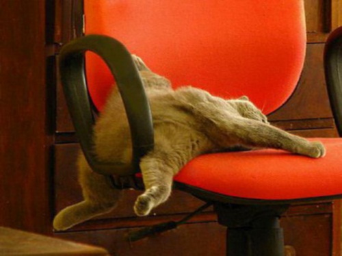 Кот заснул на кресле