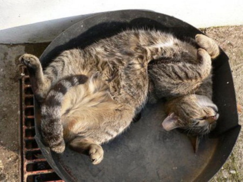 Смешной кот спит в миске
