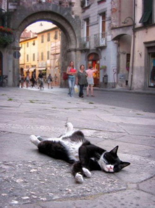 Сонный кот заснул на улице