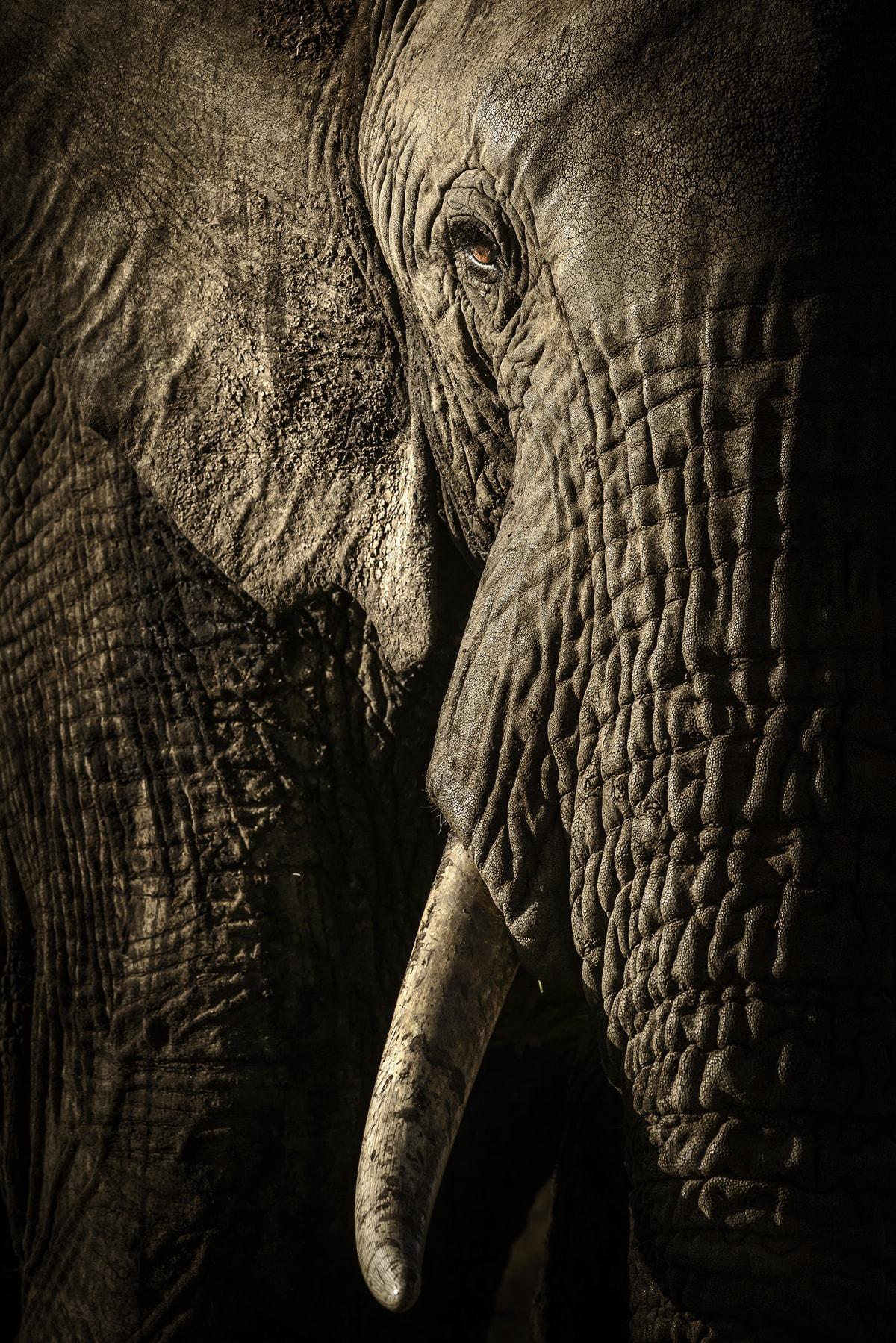 Фото слонихи