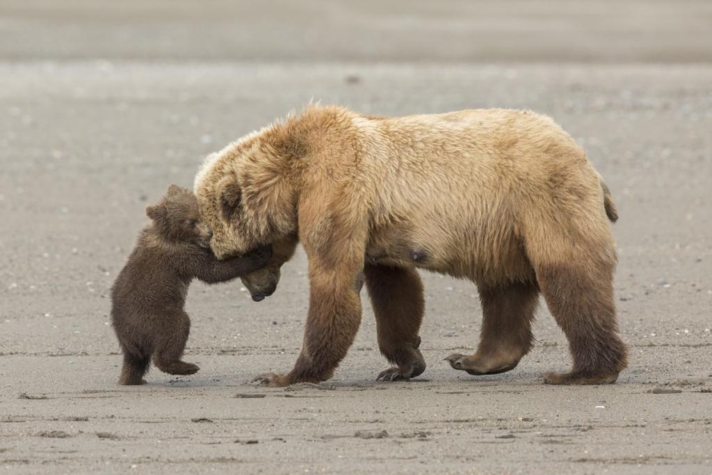 Мама и сын медведи