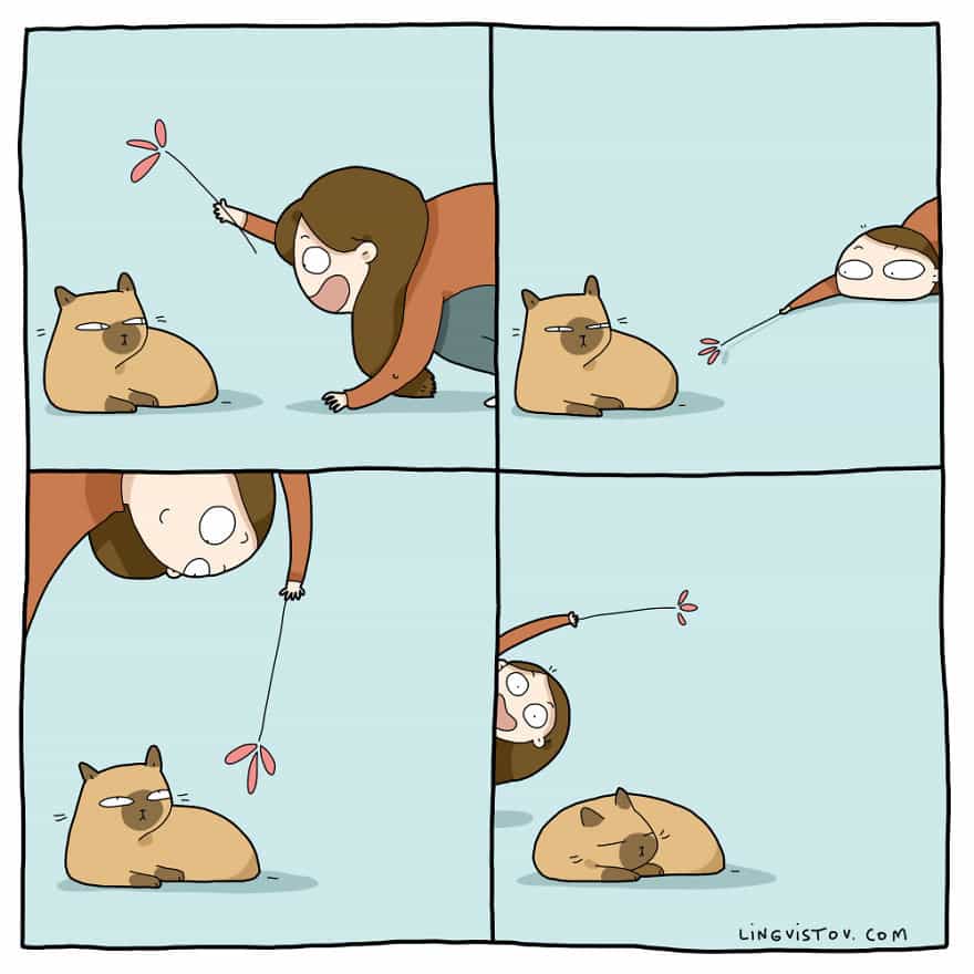 Реальная жизнь кота