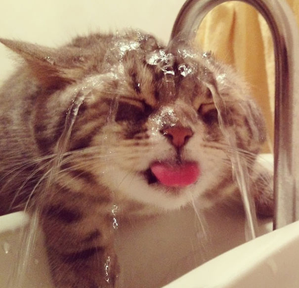 Кошки боятся воды