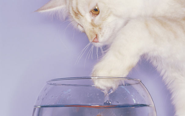 Воды коты не боятся