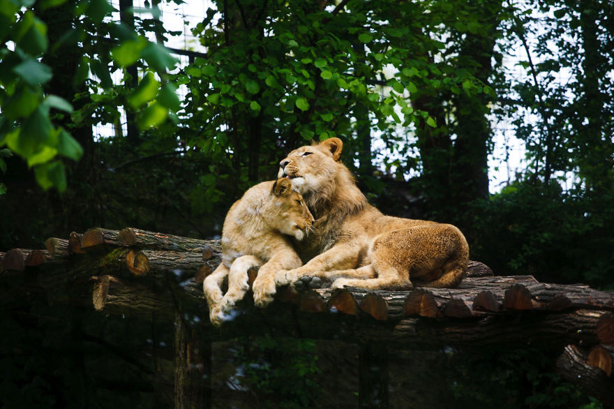 Львы и любовь