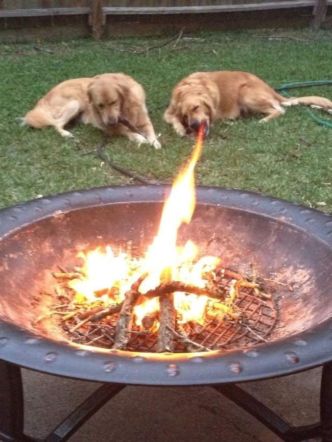Огнедышащий пес