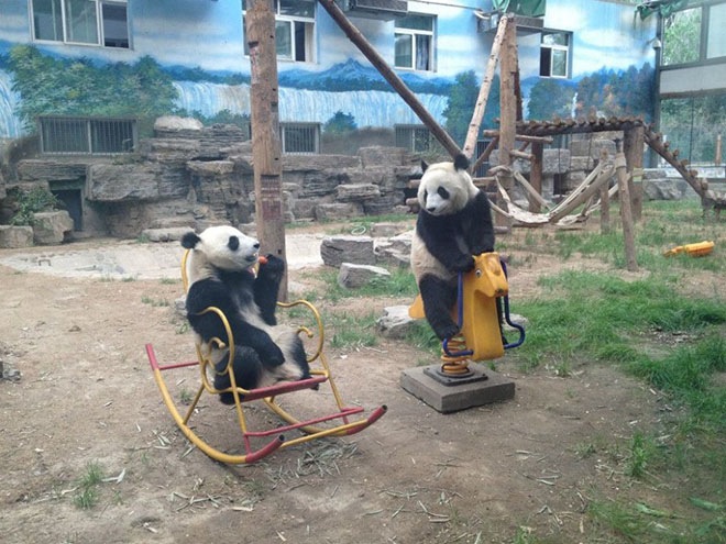 Смешная панда
