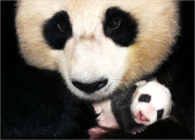 Панда-малютка