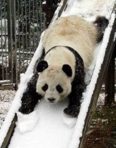 Панда едет с горки