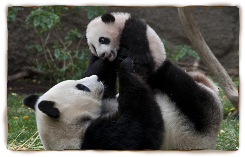 Ученые четко не знают, почему гигантская панда имеет такую причудливую окраску. 