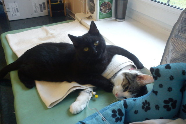 Кот лечит больных животных объятиями
