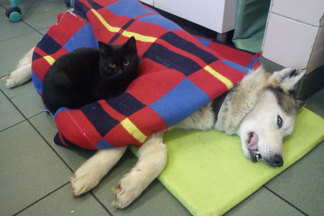 Кот-волонтер помогает животным реабилитироваться
