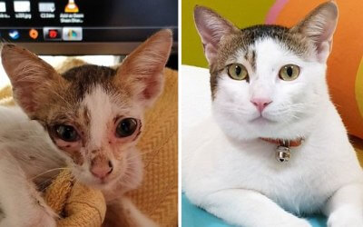Коты до и после
