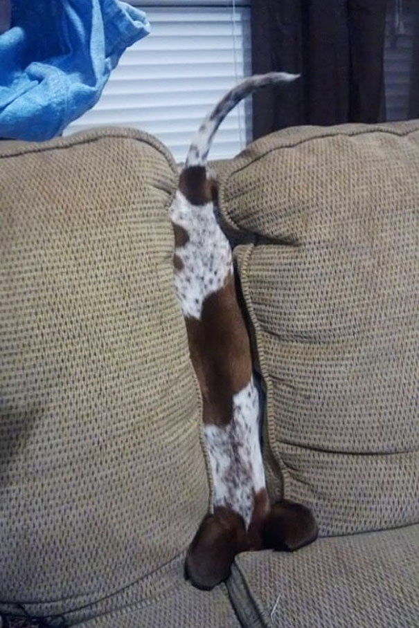 Пес и диван