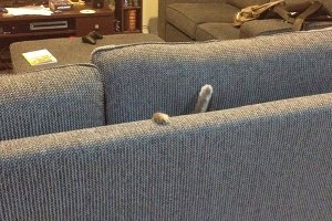 Кот в диване