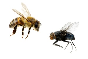 Пчела и муха притча