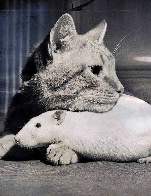 Фото котов и мышей