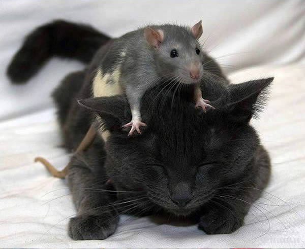 Коты и мыши