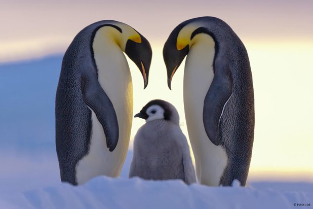 Забавные фото пингвинов