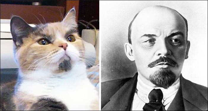 Кот, похожий на Ленина