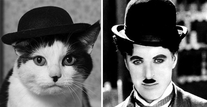 Кот похожий, на Чарли Чаплина