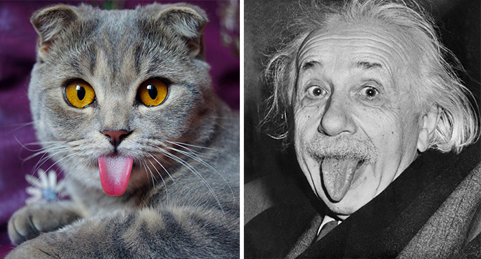 Кот похожий, на Альберта Эйнштейна