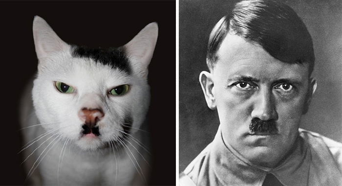 Кот похожий, на Адольфа Гитлера