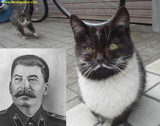 Кот похожий, на Иосифа Сталина