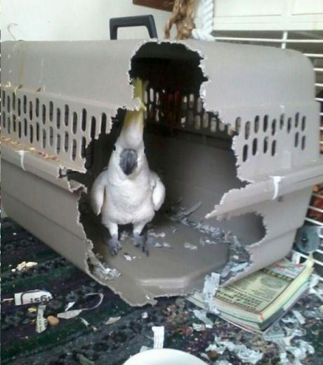 Отчаянный попугай