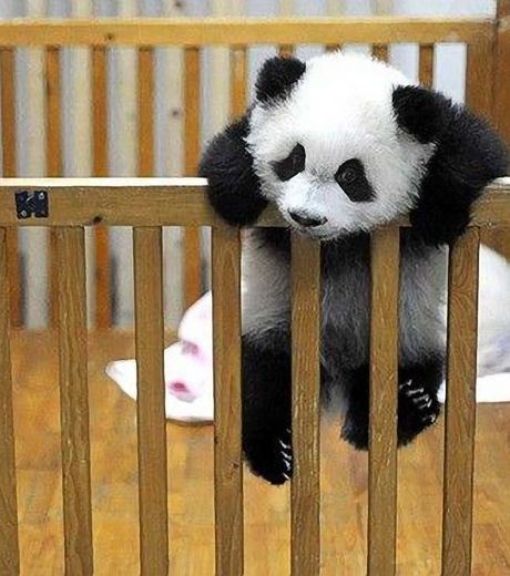 Панда вырывается на волю