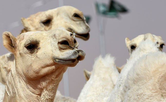 12 верблюдов были дисквалифицированы из-за инъекций ботокса в губы 