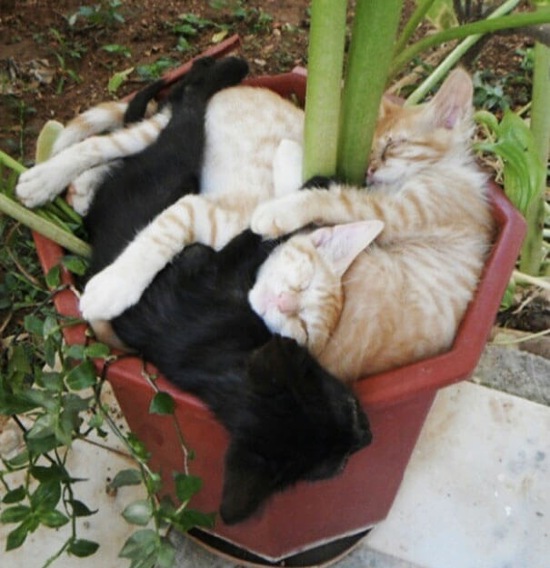 Коты в цветочных горшках