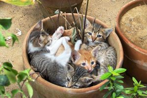 Смешные коты в вазонах