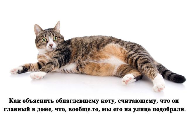 Картинки с надписями про котов