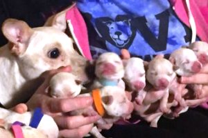 Маленькая чихуахуа из Канзаса стала матерью 11 щенков