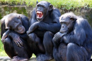 Расшифрован язык жестов шимпанзе