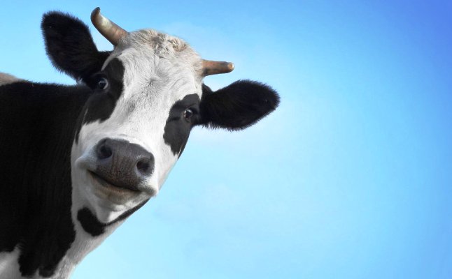 Коровы делятся на оптимистов и пессимистов