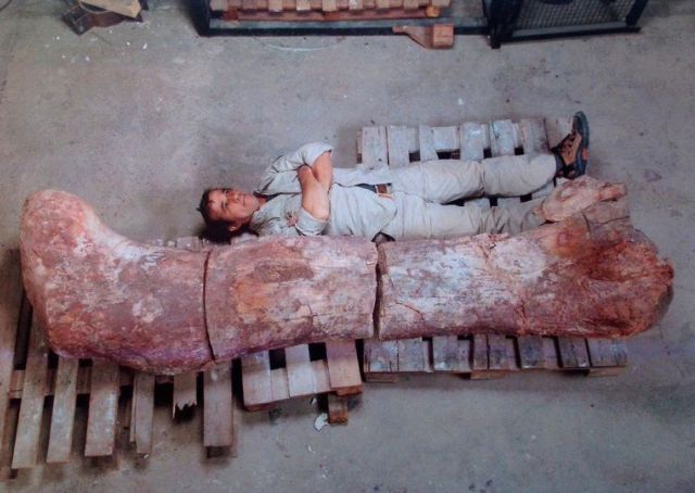 В Аргентине нашли самого крупного динозавра